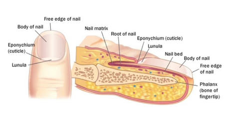 The Structure of a Healthy Nail?