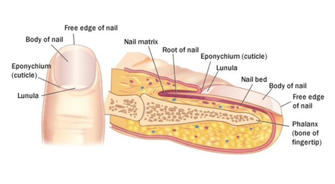 The Structure of a Healthy Nail?